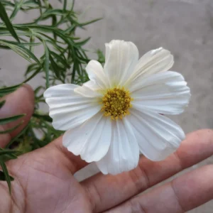 Cosmos Sonata Live Plants - 6 Pack Mixed Colors, 3-Inch Pot - Image 6