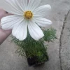 Cosmos Sonata Live Plants - 6 Pack Mixed Colors, 3-Inch Pot - Image 1