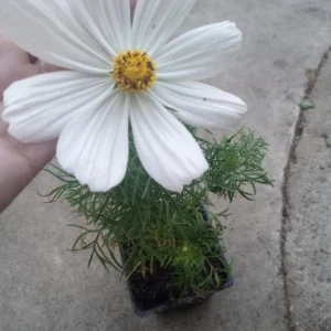 Cosmos Sonata Live Plants - 6 Pack Mixed Colors, 3-Inch Pot - Image 1