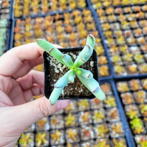 Cotyledon orbiculata 'Happy Young Lady' Succulent Live Plant - 2 inch Pot - Image 7