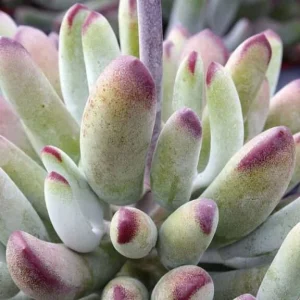 Cotyledon orbiculata 'Happy Young Lady' Succulent Live Plant - 2 inch Pot - Image 8