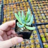 Cotyledon orbiculata 'Happy Young Lady' Succulent Live Plant - 2 inch Pot - Image 1