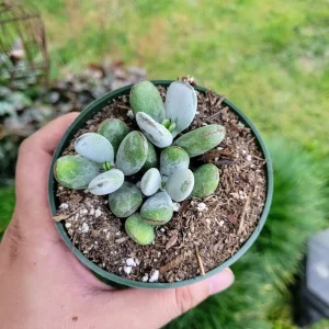 Cotyledon Orbiculata Higginsiae Succulent Live Plant 4