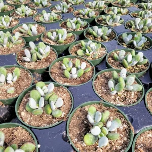 Cotyledon Orbiculata Higginsiae Succulent Live Plant 4