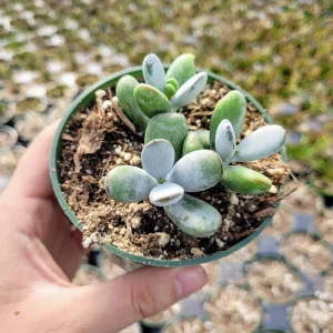 Cotyledon Orbiculata Higginsiae Succulent Live Plant 4
