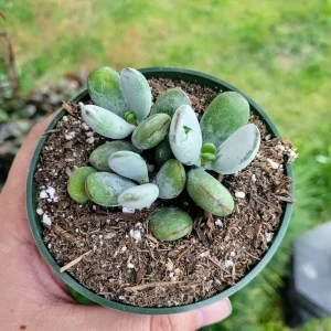 Cotyledon Orbiculata Higginsiae Succulent Live Plant 4