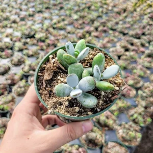 Cotyledon Orbiculata Higginsiae Succulent Live Plant 4