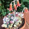 Cotyledon Orbiculata Higginsiae Succulent Live Plant 4" Pot - Image 1
