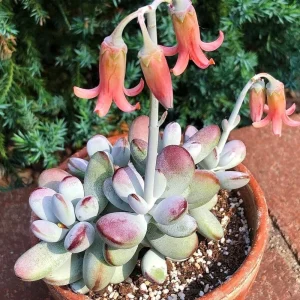 Cotyledon Orbiculata Higginsiae Succulent Live Plant 4