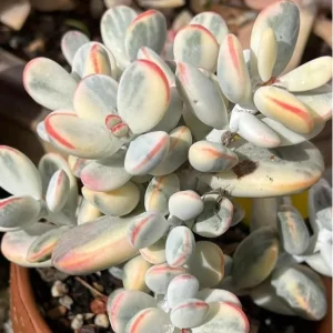 Cotyledon Orbiculata Live Succulent Plant – White – 2 inch Pot – Indoor/Outdoor - Image 2