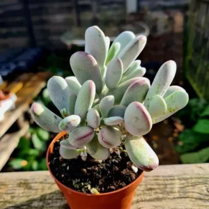 Cotyledon Orbiculata Live Succulent Plant – White – 2 inch Pot – Indoor/Outdoor - Image 3