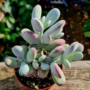 Cotyledon Orbiculata Live Succulent Plant – White – 2 inch Pot – Indoor/Outdoor - Image 4