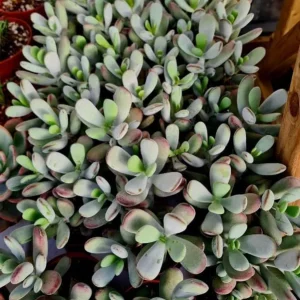 Cotyledon Orbiculata Live Succulent Plant – White – 2 inch Pot – Indoor/Outdoor - Image 5