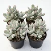 Cotyledon Orbiculata Live Succulent Plant – White – 2 inch Pot – Indoor/Outdoor - Image 1