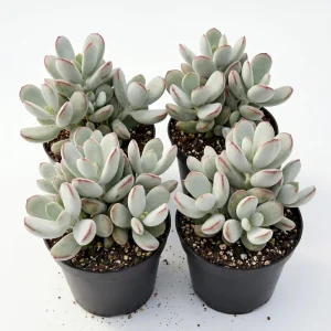 Cotyledon Orbiculata Live Succulent Plant – White – 2 inch Pot – Indoor/Outdoor - Image 1