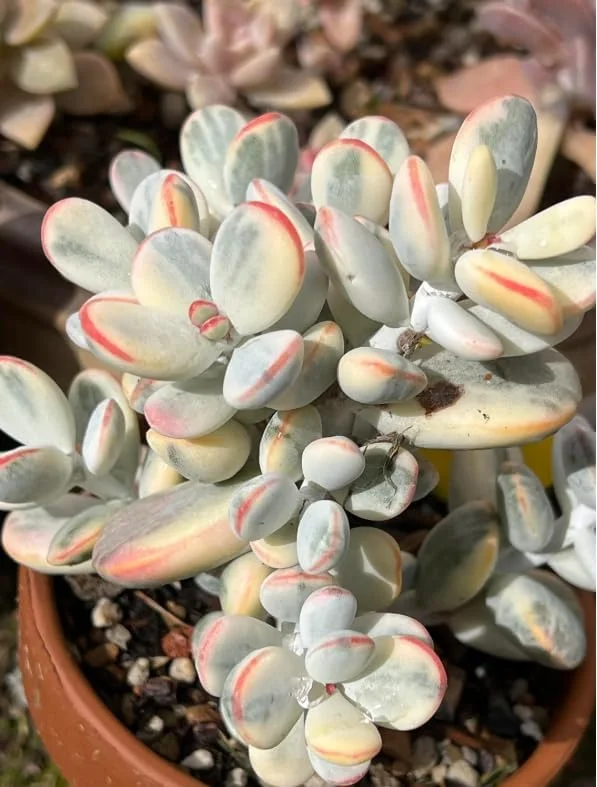 Cotyledon Orbiculata Succulent Live Plant – White Cotyledon – 2" Pot – Indoor Houseplant - Image 2