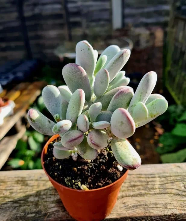 Cotyledon Orbiculata Succulent Live Plant – White Cotyledon – 2" Pot – Indoor Houseplant - Image 3