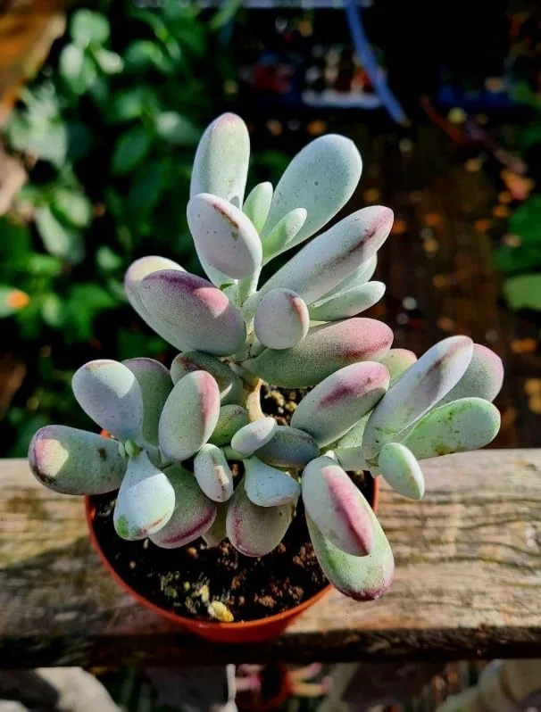 Cotyledon Orbiculata Succulent Live Plant – White Cotyledon – 2" Pot – Indoor Houseplant - Image 4