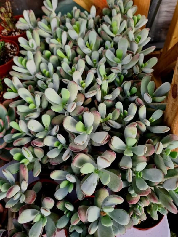 Cotyledon Orbiculata Succulent Live Plant – White Cotyledon – 2" Pot – Indoor Houseplant - Image 5