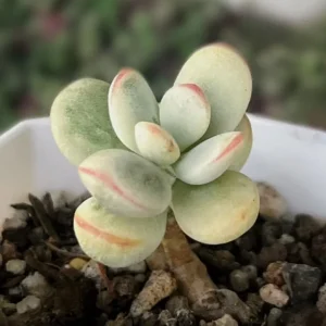 Cotyledon Orbiculata Succulent Live Plant – White Cotyledon – 2