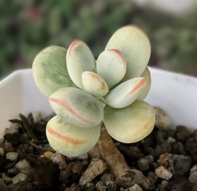 Cotyledon Orbiculata Succulent Live Plant – White Cotyledon – 2" Pot – Indoor Houseplant - Image 6