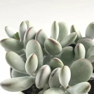 Cotyledon Orbiculata Succulent Live Plant – White Cotyledon – 2