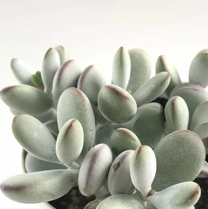 Cotyledon Orbiculata Succulent Live Plant – White Cotyledon – 2" Pot – Indoor Houseplant - Image 7