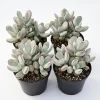 Cotyledon Orbiculata Succulent Live Plant – White Cotyledon – 2" Pot – Indoor Houseplant - Image 1