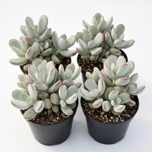 Cotyledon Orbiculata Succulent Live Plant – White Cotyledon – 2
