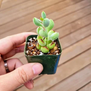 Cotyledon Pendens Cliff Hanger Live Succulent Plant – 4 inch Potted - Image 2