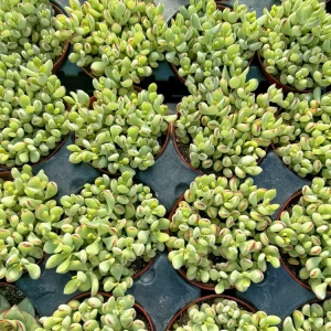 Cotyledon Pendens Cliff Hanger Live Succulent Plant – 4 inch Potted - Image 3