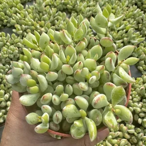 Cotyledon Pendens Cliff Hanger Live Succulent Plant – 4 inch Potted - Image 4