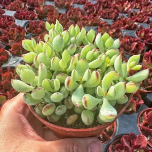 Cotyledon Pendens Cliff Hanger Live Succulent Plant – 4 inch Potted - Image 5