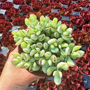 Cotyledon Pendens Cliff Hanger Live Succulent Plant – 4 inch Potted - Image 6