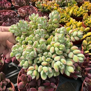Cotyledon Pendens Cliff Hanger Live Succulent Plant – 4 inch Potted - Image 7