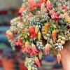 Cotyledon Pendens Cliff Hanger Live Succulent Plant – 4 inch Potted - Image 1