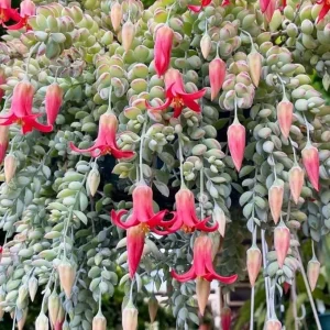 Cotyledon Pendens Live Plant – Rare Trailing Succulent – 2