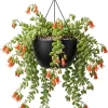 Cotyledon Pendens Live Plant – Rare Trailing Succulent – 2" Pot – Indoor - Image 1