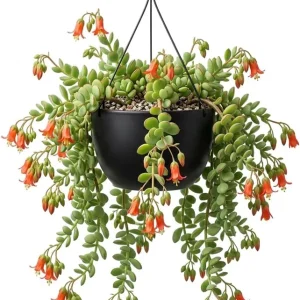 Cotyledon Pendens Live Plant – Rare Trailing Succulent – 2