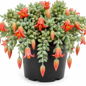 Cotyledon Pendens Succulent Live Plant – Cliff Cotyledon – 4 Inch Pot – Trailing Indoor - Image 1