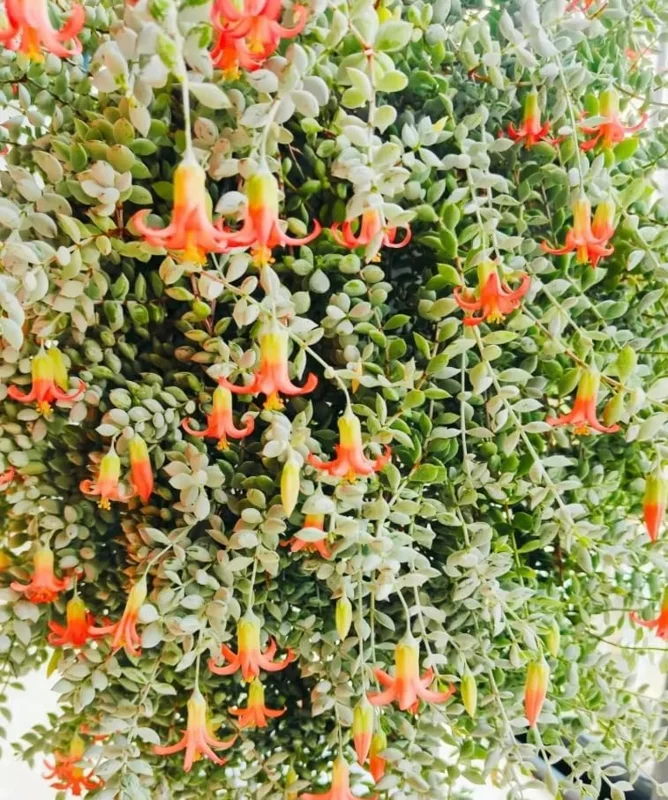Cotyledon Pendens Succulent Live Plant - Cliff Cotyledon, 6-inch Pot, Trailing - Image 2