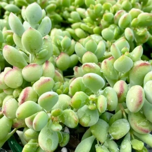 Cotyledon Pendens Succulent Live Plant – Cliff Cotyledon – 4 Inch Pot – Trailing Indoor - Image 3