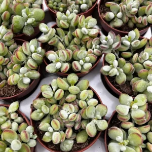 Cotyledon Pendens Succulent Live Plant - Cliff Cotyledon, 6-inch Pot, Trailing - Image 3