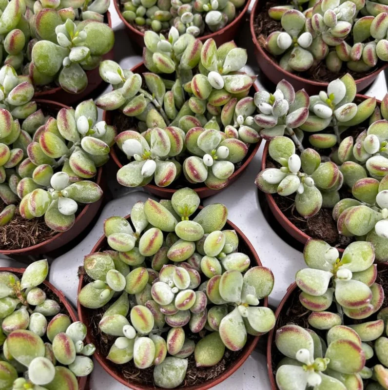 Cotyledon Pendens Succulent Live Plant - Cliff Cotyledon, 6-inch Pot, Trailing - Image 3