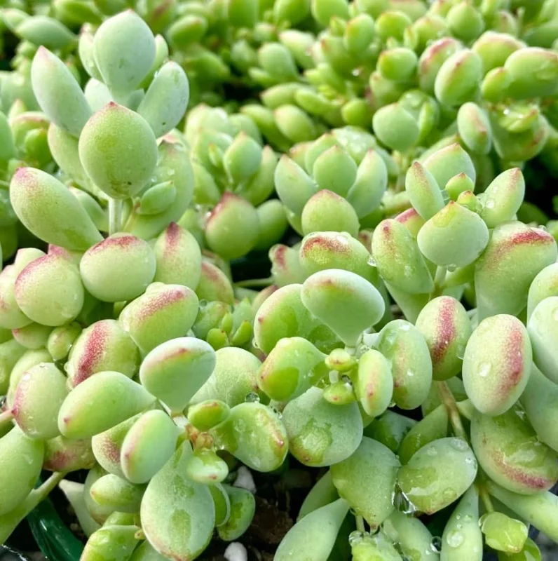 Cotyledon Pendens Succulent Live Plant - Cliff Cotyledon, 6-inch Pot, Trailing - Image 5