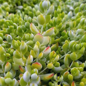 Cotyledon Pendens Succulent Live Plant - Cliff Cotyledon, 6-inch Pot, Trailing - Image 6