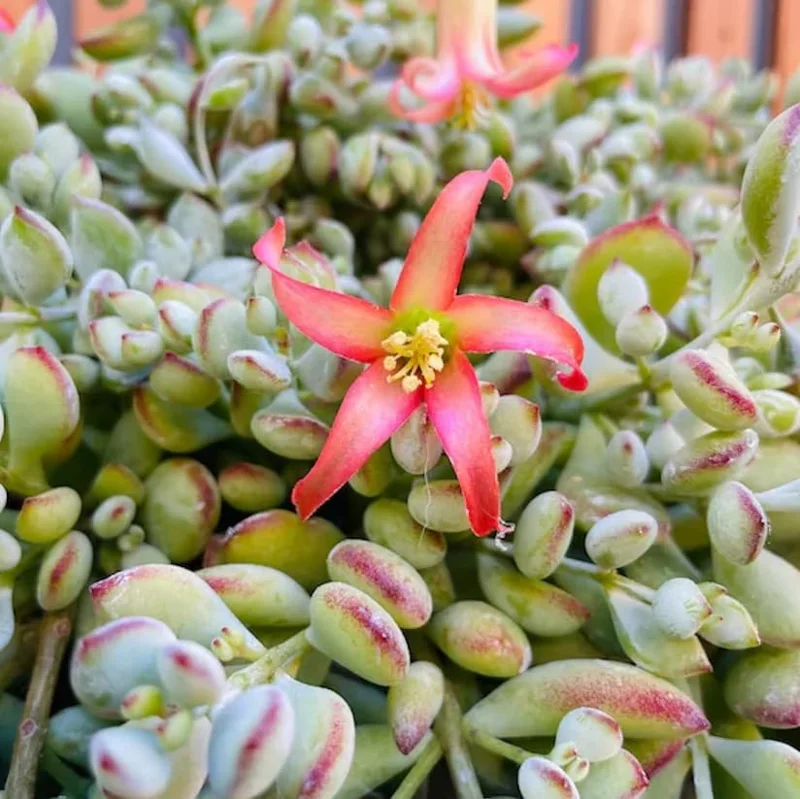 Cotyledon Pendens Succulent Live Plant - Cliff Cotyledon, 6-inch Pot, Trailing - Image 7
