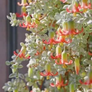 Cotyledon Pendens Succulent Live Plant – Cliff Cotyledon – 4 Inch Pot – Trailing Indoor - Image 7
