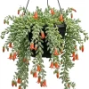 Cotyledon Pendens Succulent Live Plant - Cliff Cotyledon, 6-inch Pot, Trailing - Image 1