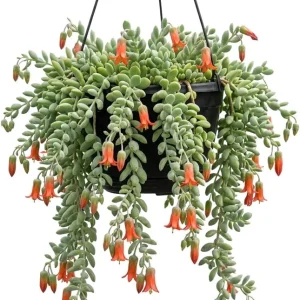 Cotyledon Pendens Succulent Live Plant - Cliff Cotyledon, 6-inch Pot, Trailing - Image 1
